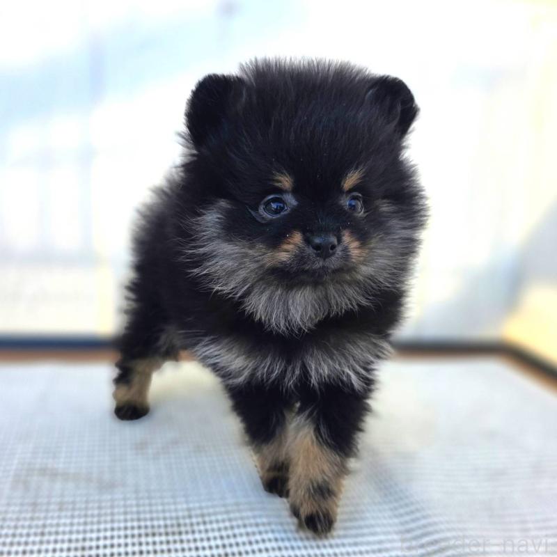 販売中の茨城県のポメラニアン-425546の48枚目