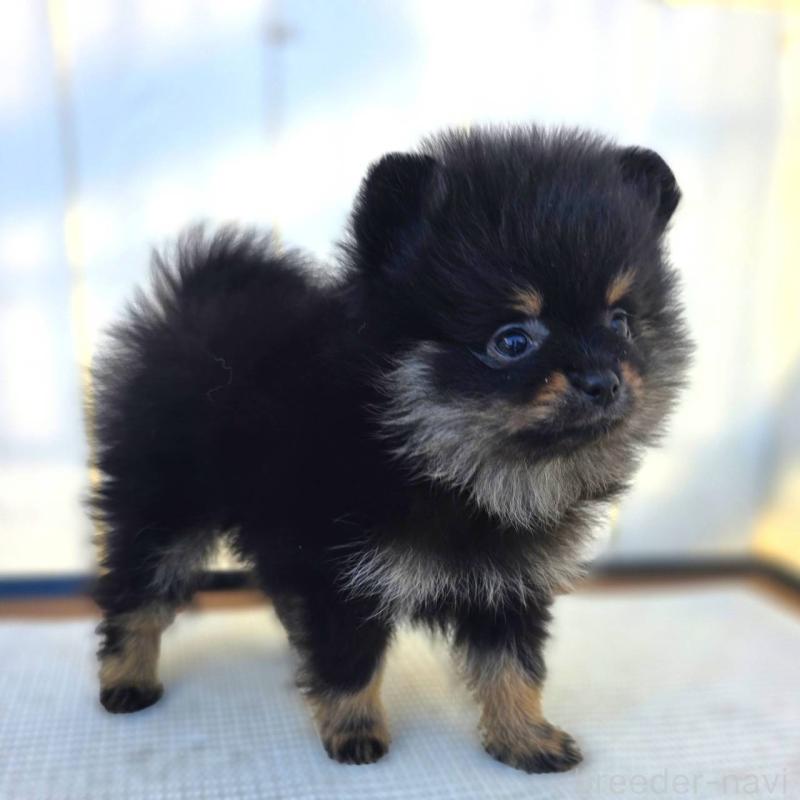 販売中の茨城県のポメラニアン-425546の47枚目