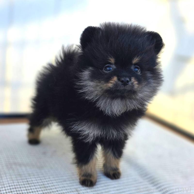 販売中の茨城県のポメラニアン-425546の45枚目