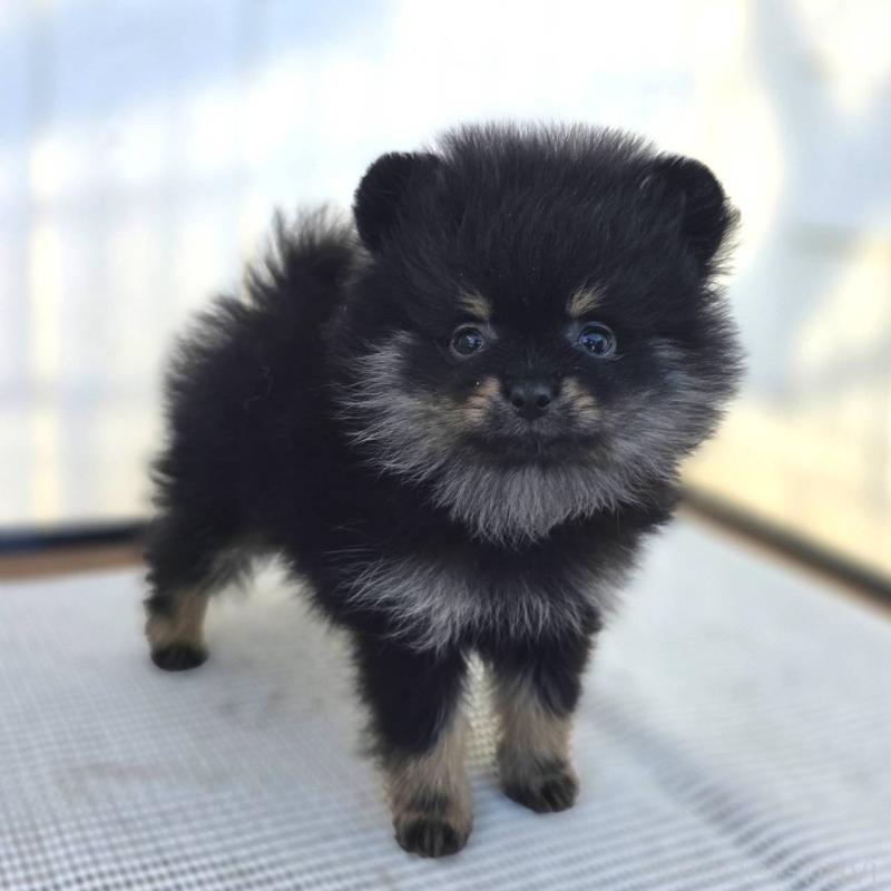 販売中の茨城県のポメラニアン-425546の44枚目