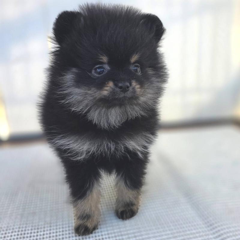 販売中の茨城県のポメラニアン-425546の43枚目