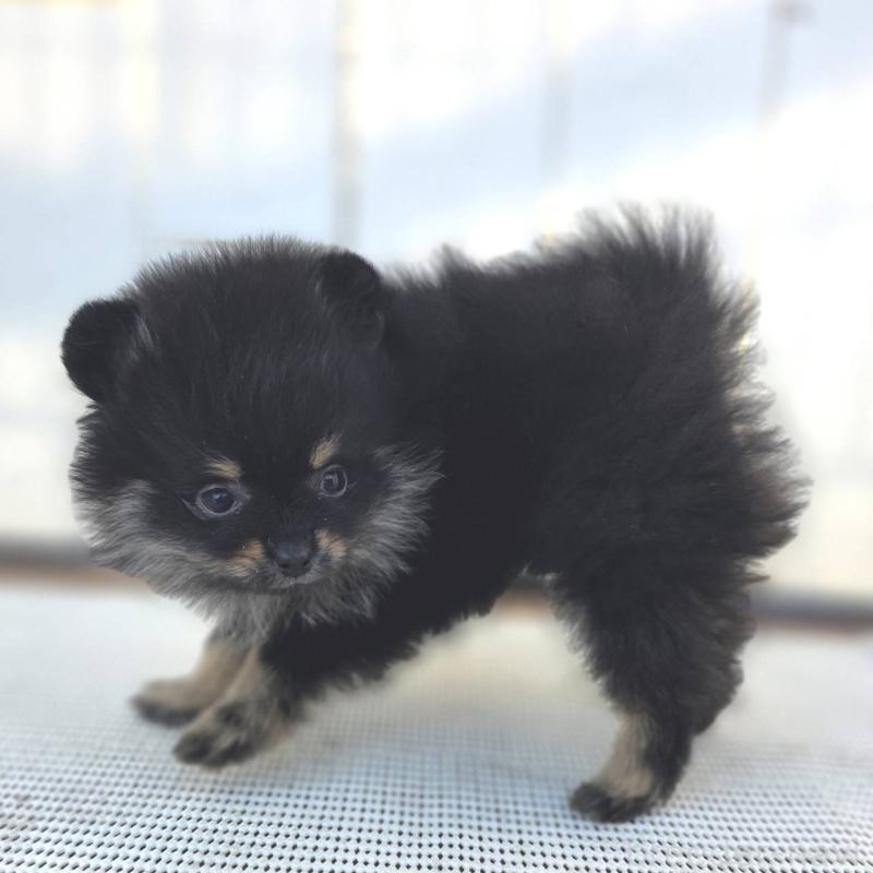 販売中の茨城県のポメラニアン-425546の42枚目