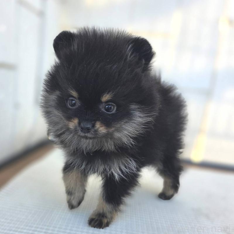 販売中の茨城県のポメラニアン-425546の40枚目