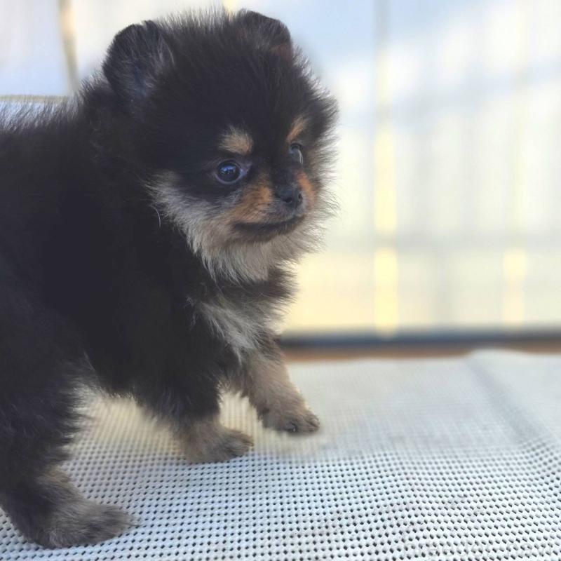 成約済の茨城県のポメラニアン-425547の19枚目