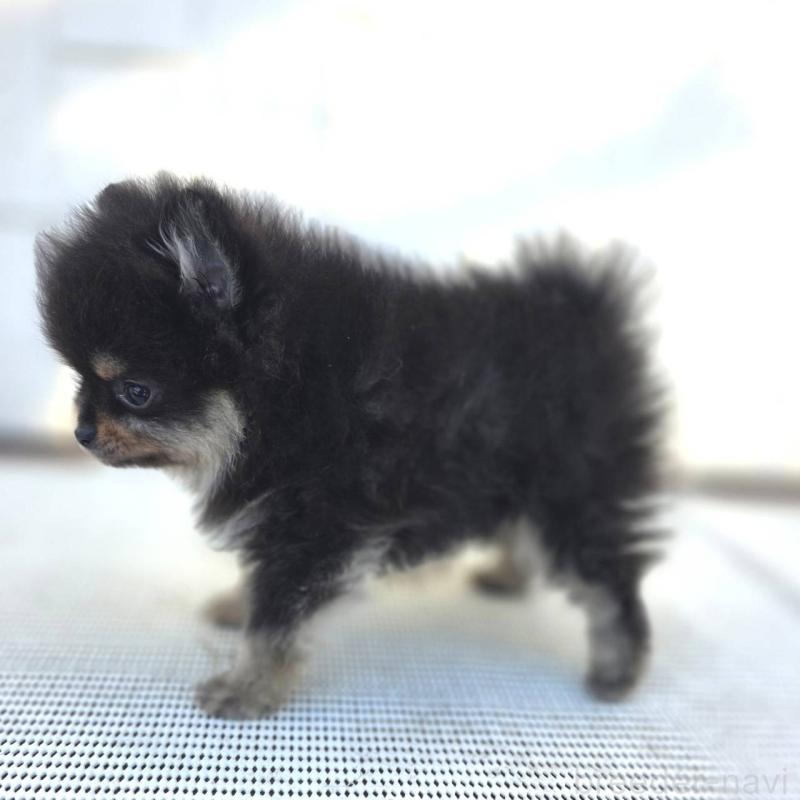 成約済の茨城県のポメラニアン-425547の18枚目