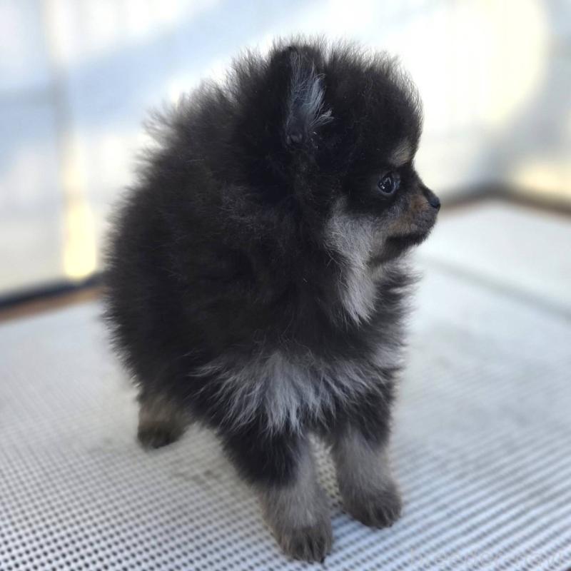 成約済の茨城県のポメラニアン-425547の17枚目