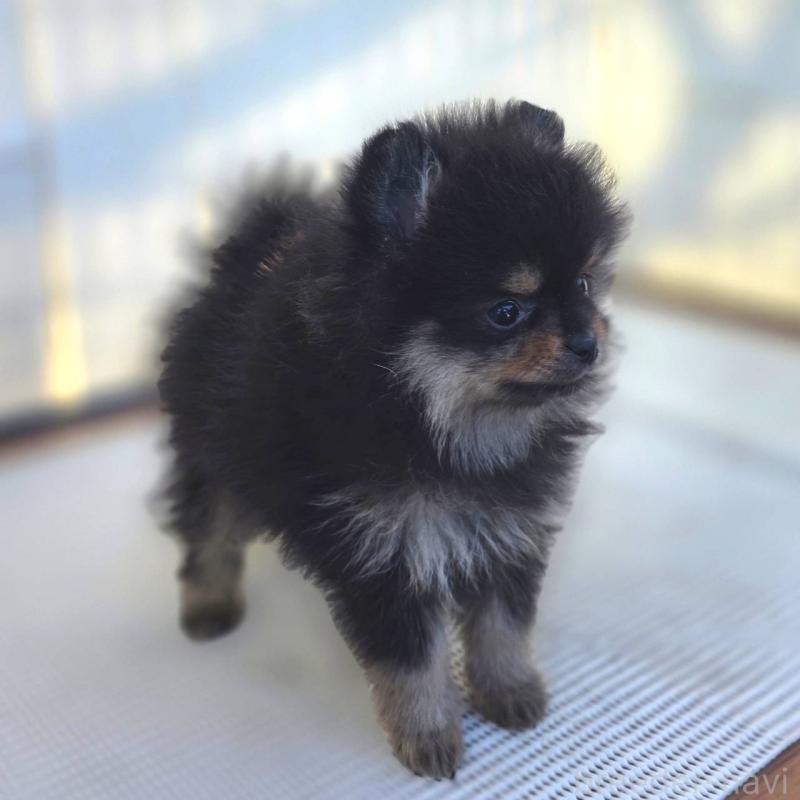 成約済の茨城県のポメラニアン-425547の16枚目