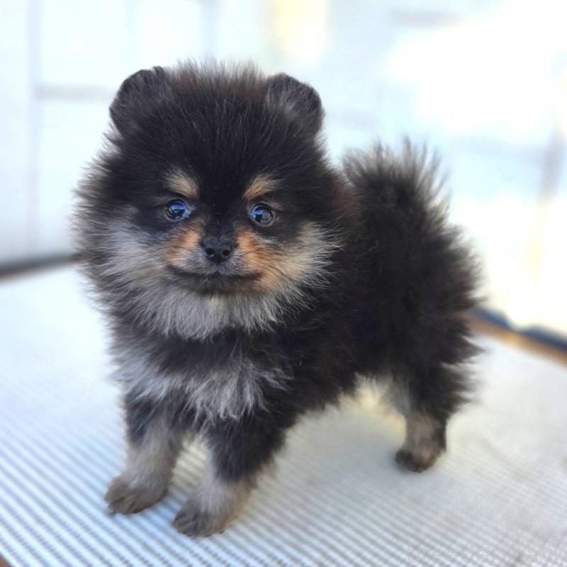 茨城県のポメラニアン｜女の子・2025/09/30生まれ・ブラックタン（子犬