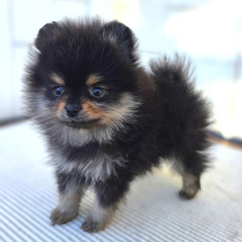 成約済の茨城県のポメラニアン-425547の14枚目