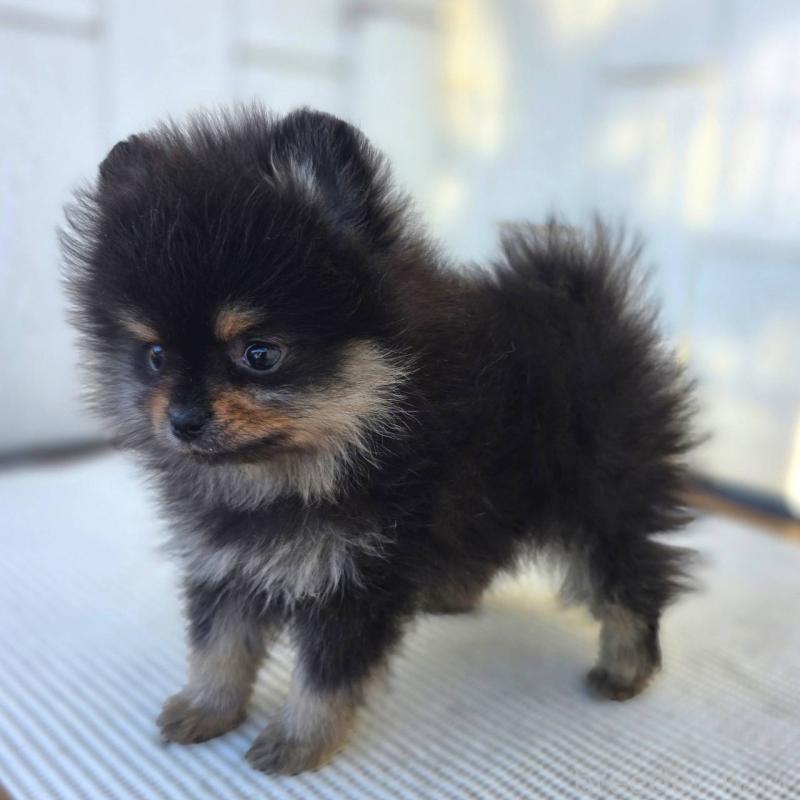 成約済の茨城県のポメラニアン-425547の13枚目