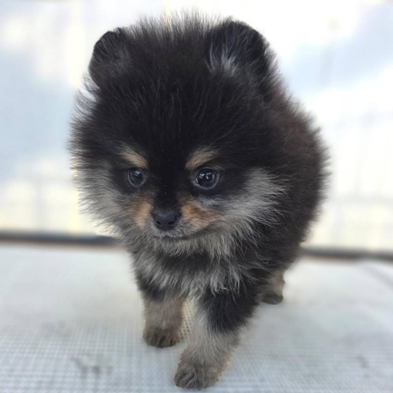 成約済の茨城県のポメラニアン-425547の12枚目