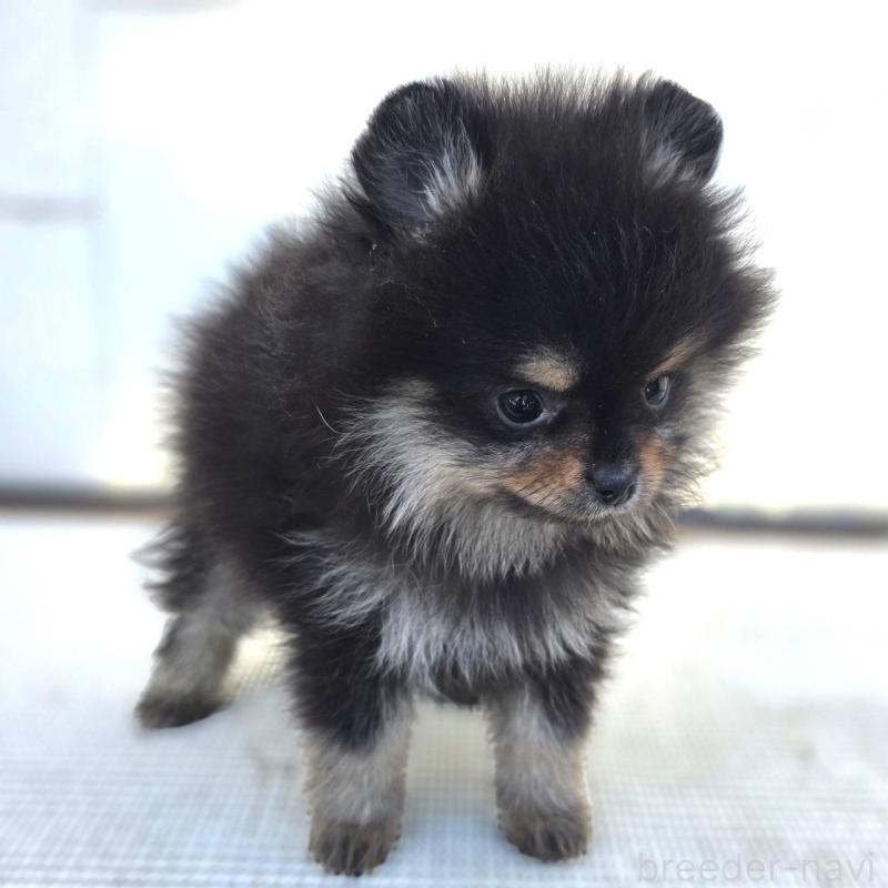 成約済の茨城県のポメラニアン-425547の11枚目