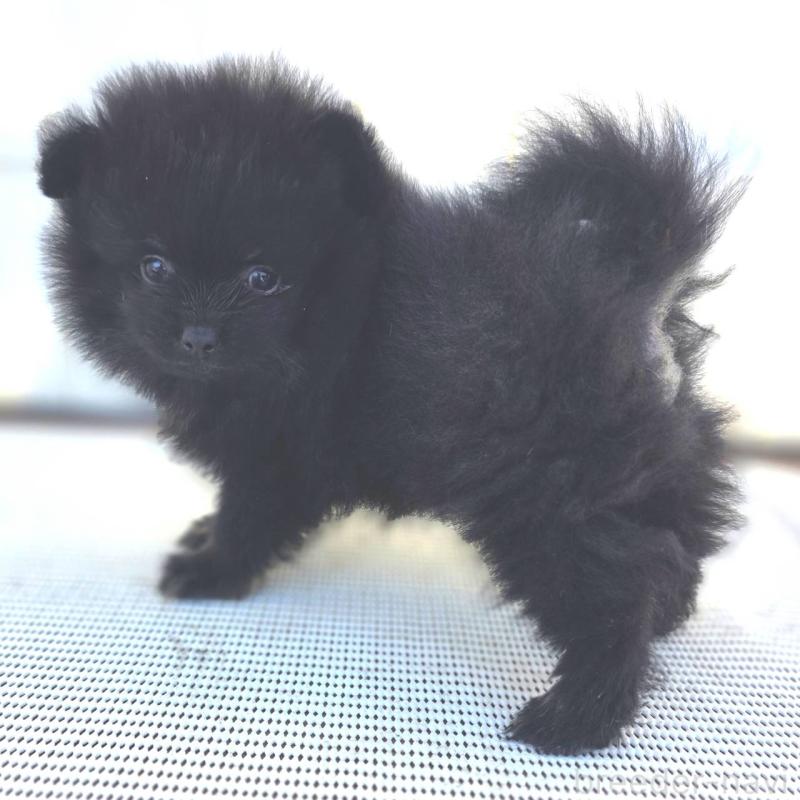 販売中の茨城県のポメラニアン-425545の30枚目