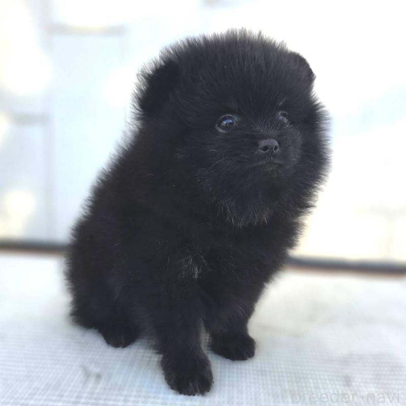 販売中の茨城県のポメラニアン-425545の29枚目