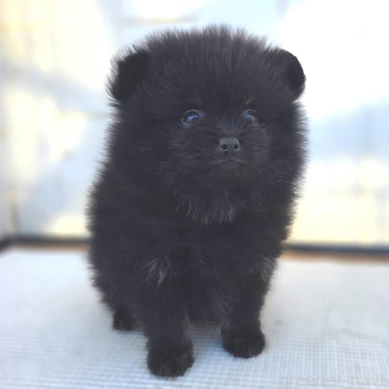 販売中の茨城県のポメラニアン-425545の28枚目