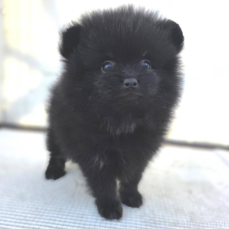 販売中の茨城県のポメラニアン-425545の27枚目