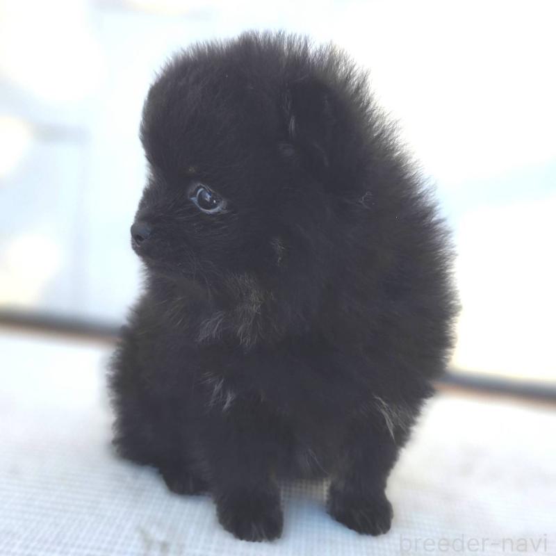 販売中の茨城県のポメラニアン-425545の26枚目