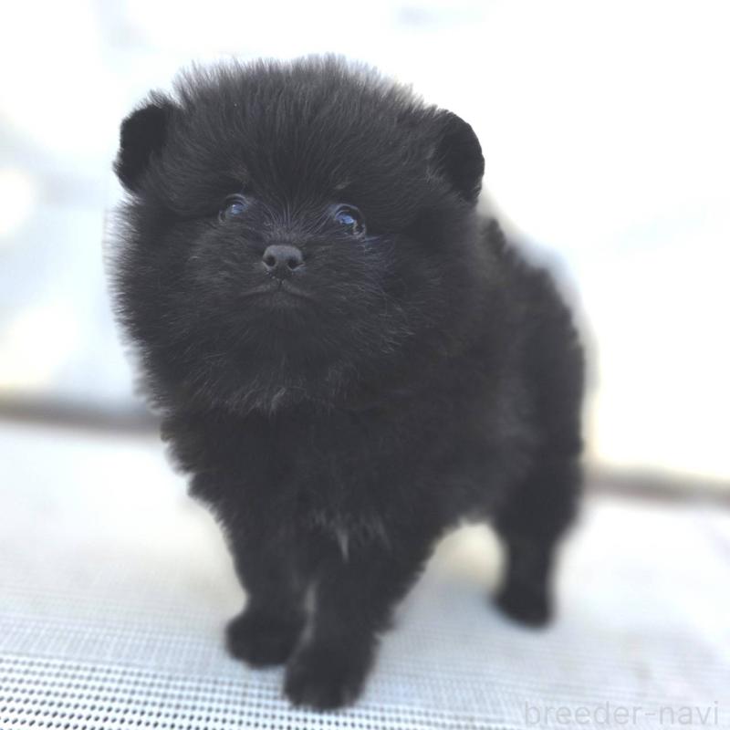 販売中の茨城県のポメラニアン-425545の24枚目