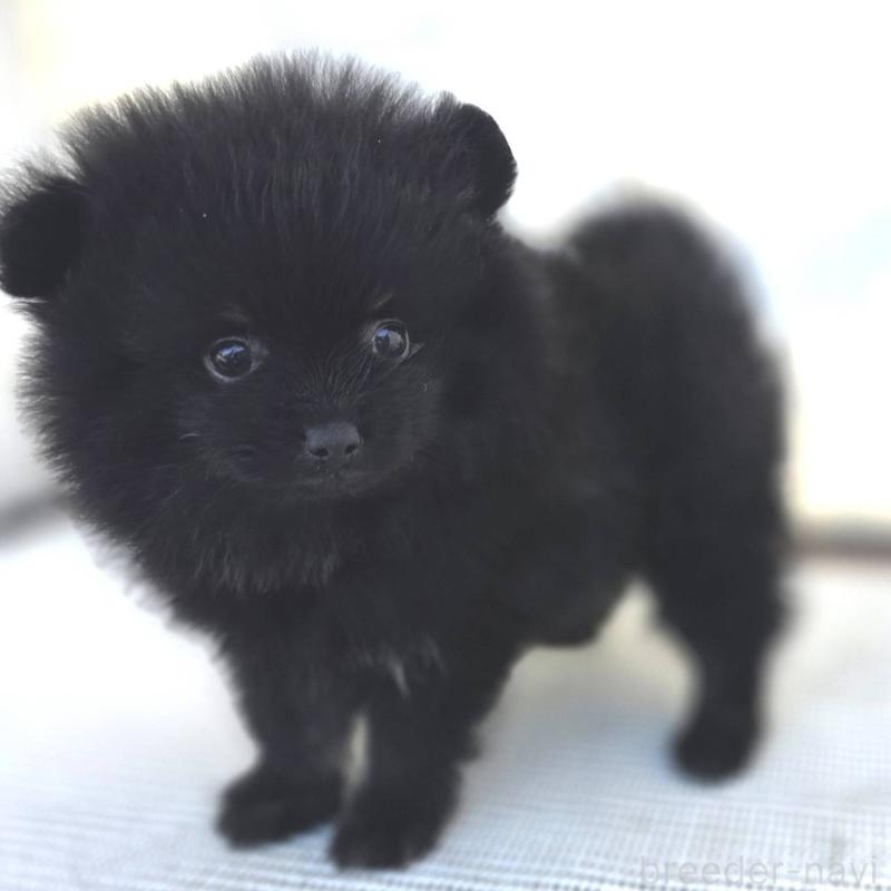 販売中の茨城県のポメラニアン-425545の23枚目