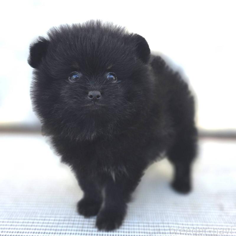 販売中の茨城県のポメラニアン-425545の22枚目