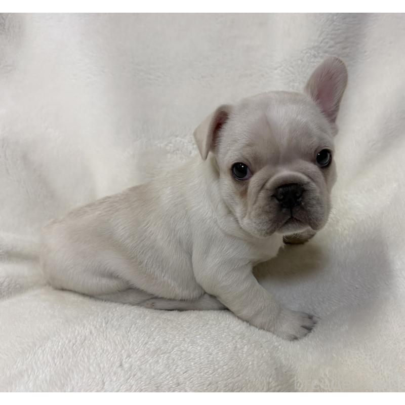 成約済の山口県のフレンチブルドッグ-423873の1枚目