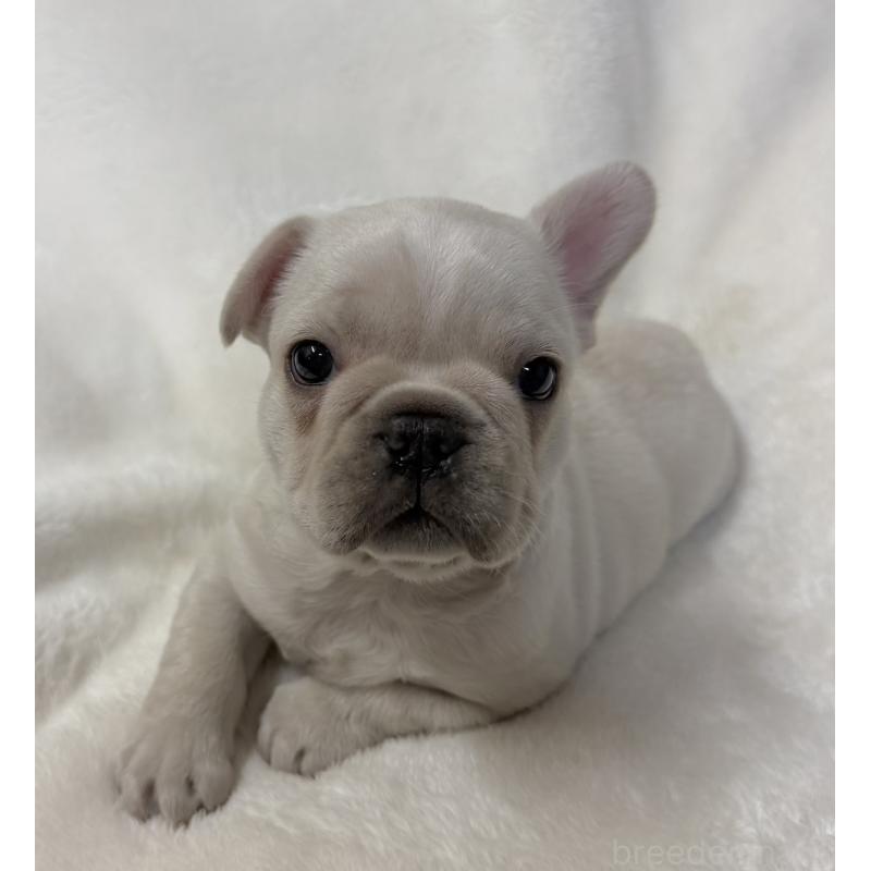 成約済の山口県のフレンチブルドッグ-423873の4枚目