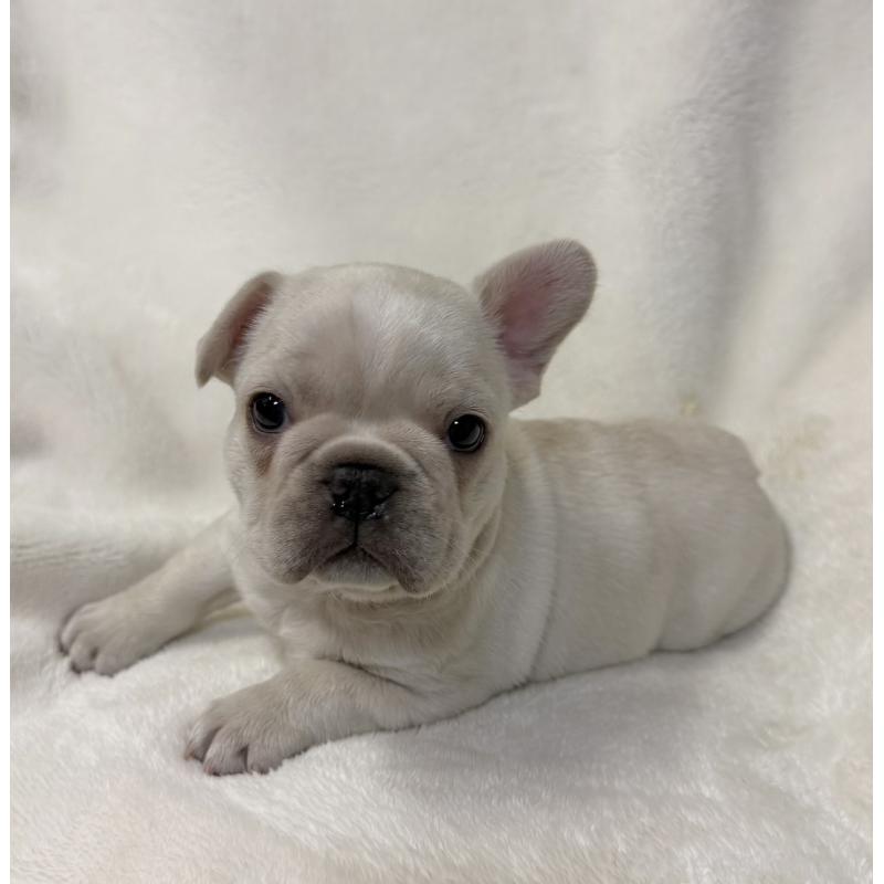 成約済の山口県のフレンチブルドッグ-423873の3枚目