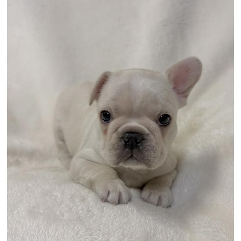 成約済の山口県のフレンチブルドッグ-423873の2枚目