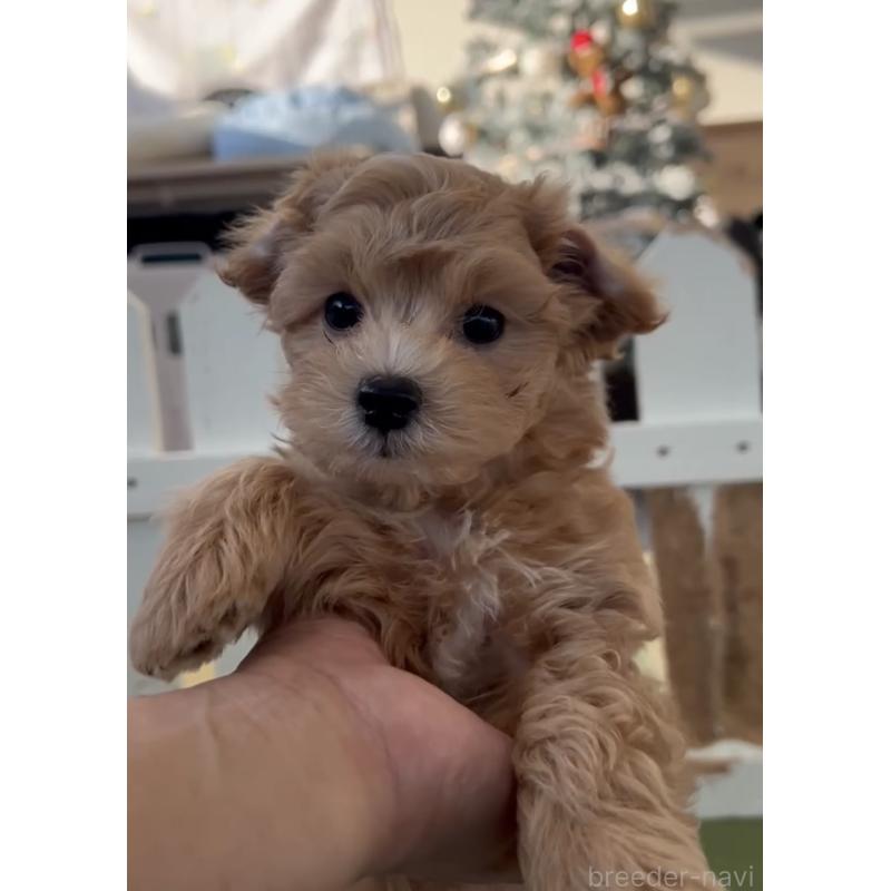 商談中の福岡県のマルプー:マルチーズ×トイプードル-425426の4枚目