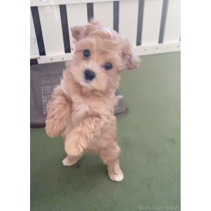 商談中の福岡県のマルプー:マルチーズ×トイプードル-425426の3枚目