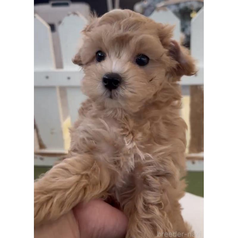 商談中の福岡県のマルプー:マルチーズ×トイプードル-425426の2枚目