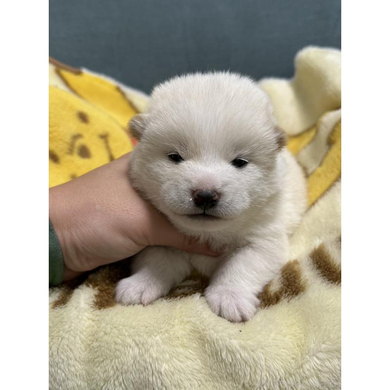 販売中の岡山県の豆柴-427010の9枚目