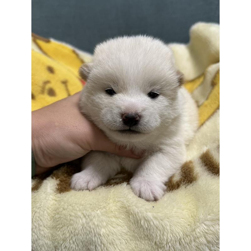 販売中の岡山県の豆柴-427010の8枚目