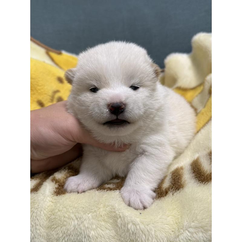 販売中の岡山県の豆柴-427010の1枚目