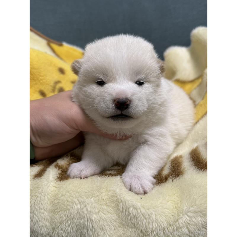 販売中の岡山県の豆柴-427010の7枚目