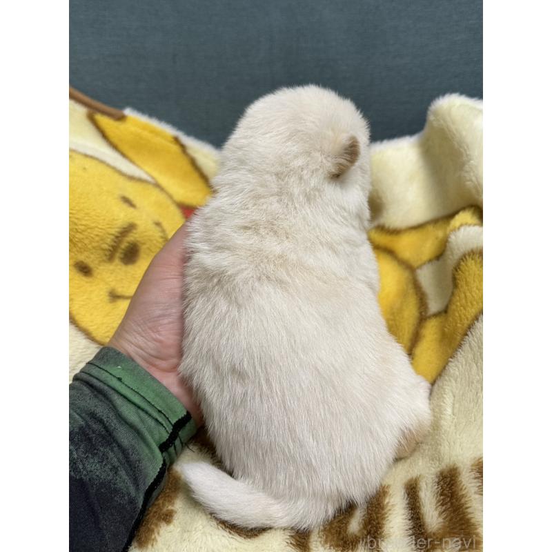 販売中の岡山県の豆柴-427010の6枚目