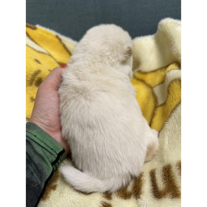 販売中の岡山県の豆柴-427010の5枚目