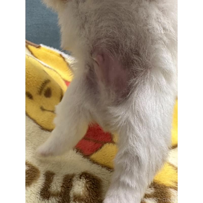 販売中の岡山県の豆柴-427010の4枚目