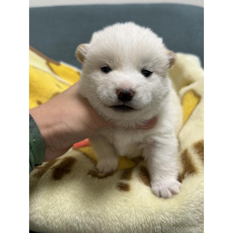 販売中の岡山県の豆柴-427010の3枚目