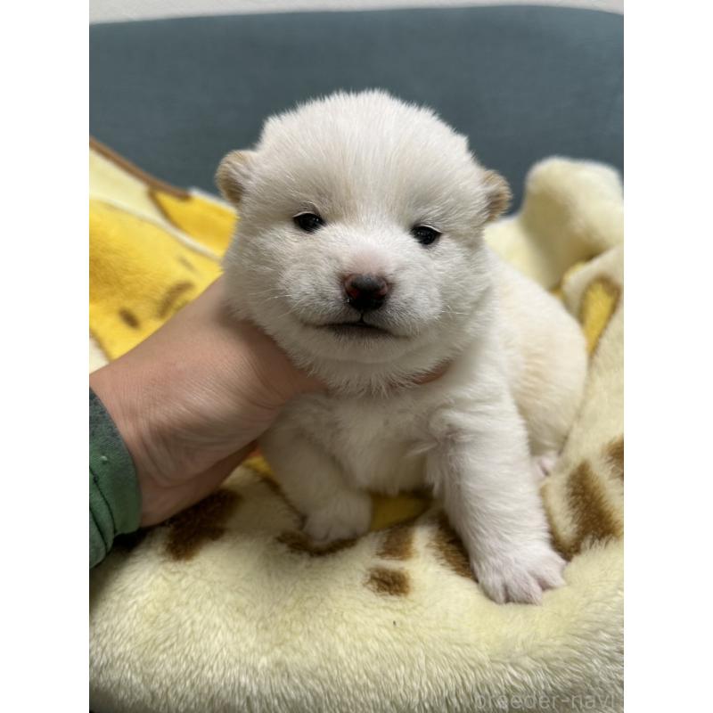 販売中の岡山県の豆柴-427010の2枚目