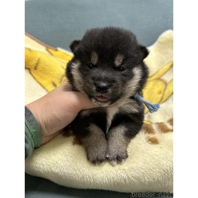 販売中の岡山県の豆柴-427011の10枚目