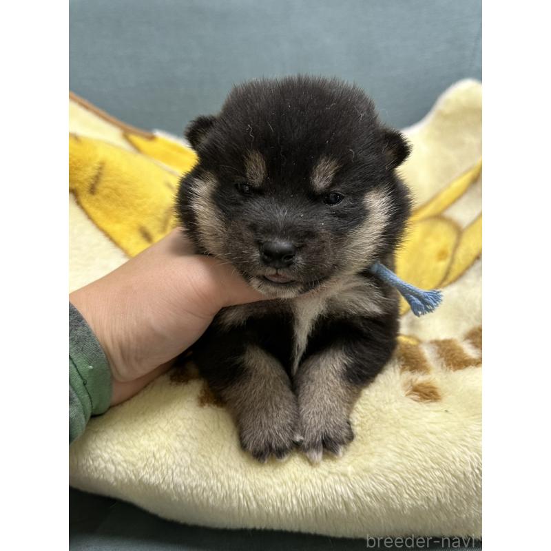 販売中の岡山県の豆柴-427011の9枚目