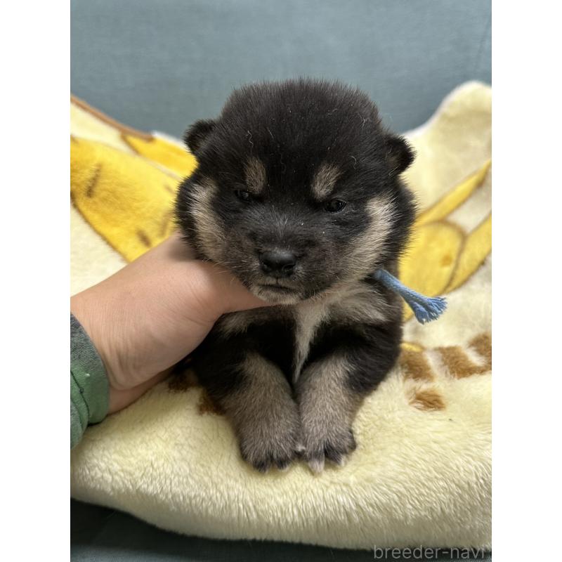 販売中の岡山県の豆柴-427011の8枚目