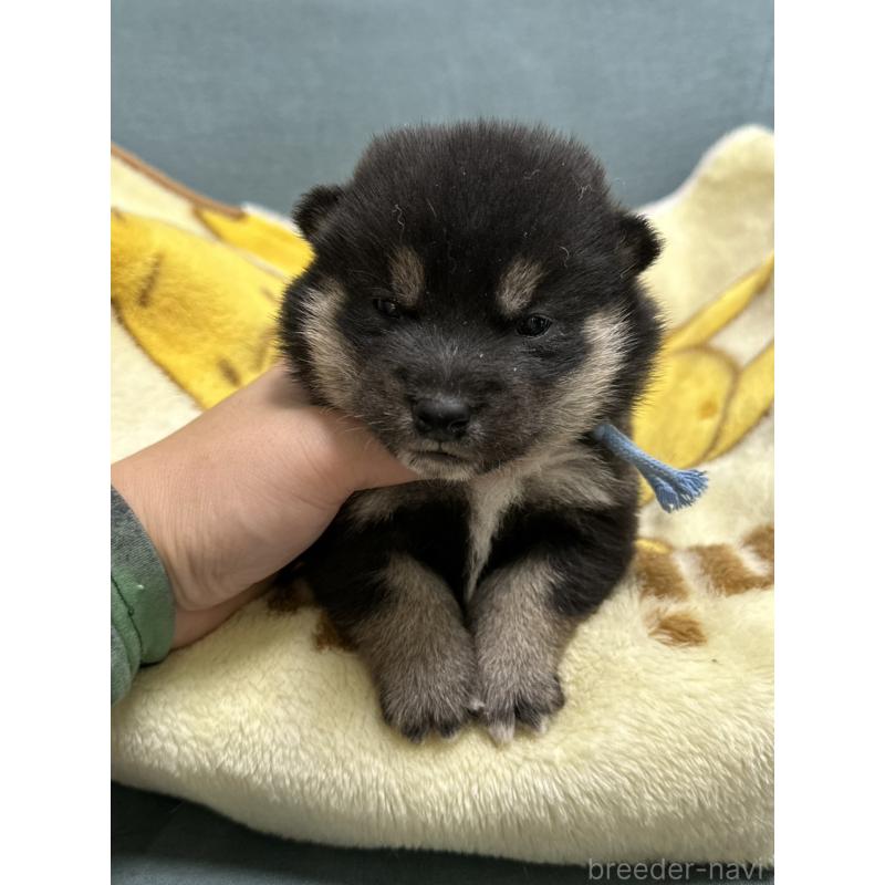 販売中の岡山県の豆柴-427011の7枚目