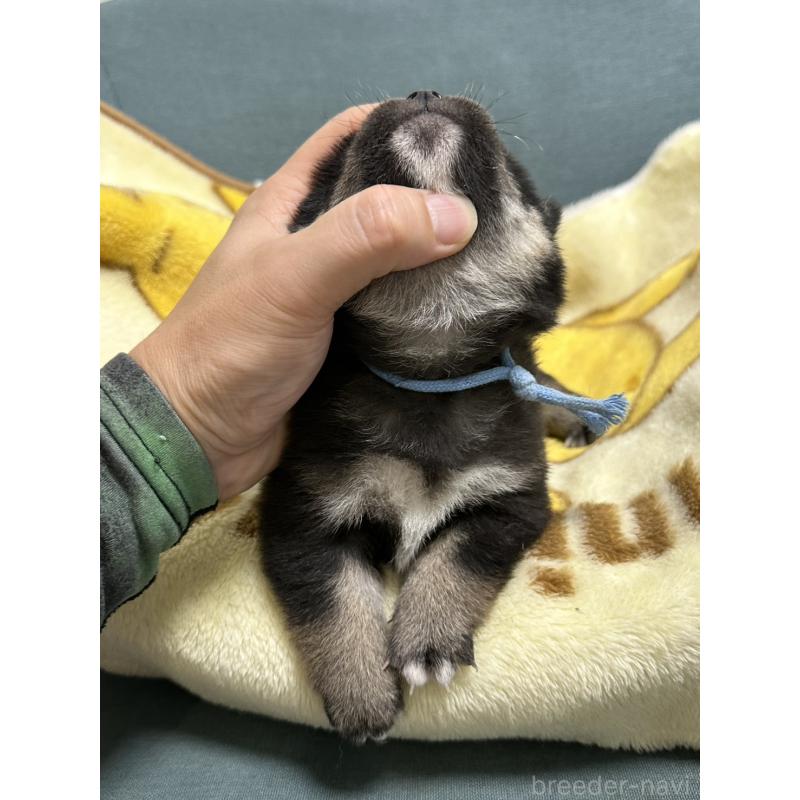 販売中の岡山県の豆柴-427011の6枚目