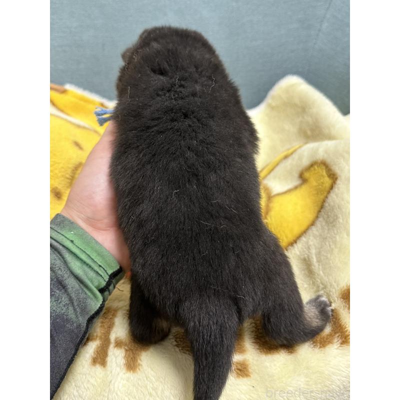 販売中の岡山県の豆柴-427011の5枚目