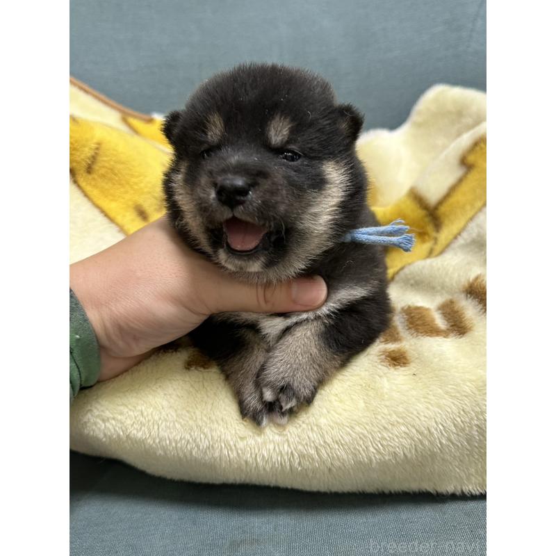 販売中の岡山県の豆柴-427011の4枚目