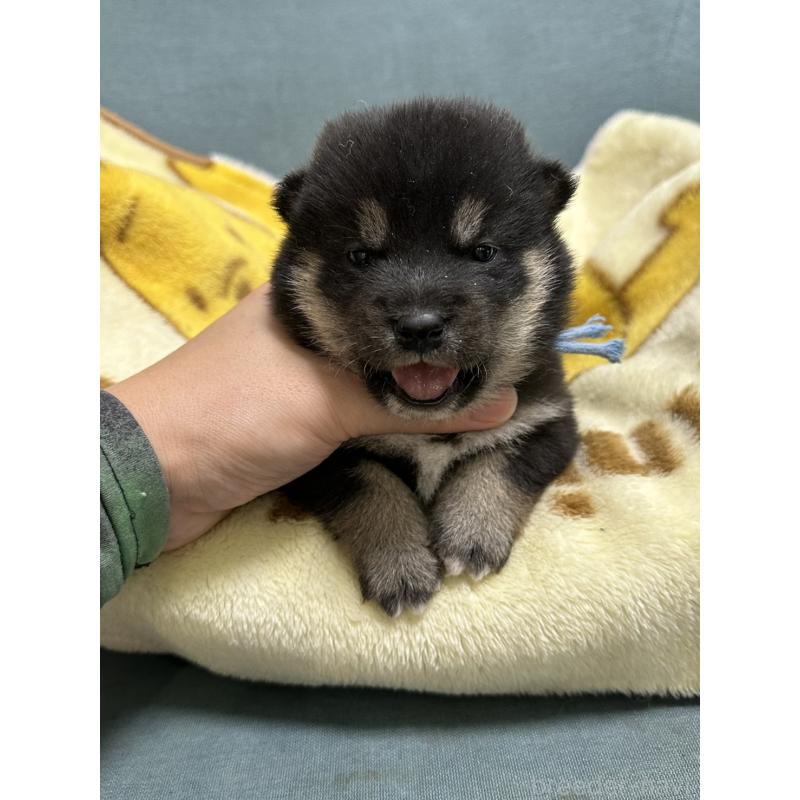 販売中の岡山県の豆柴-427011の3枚目