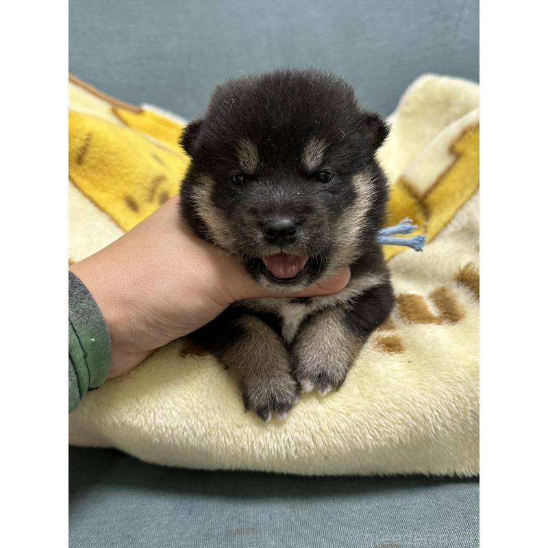 販売中の岡山県の豆柴-427011の2枚目