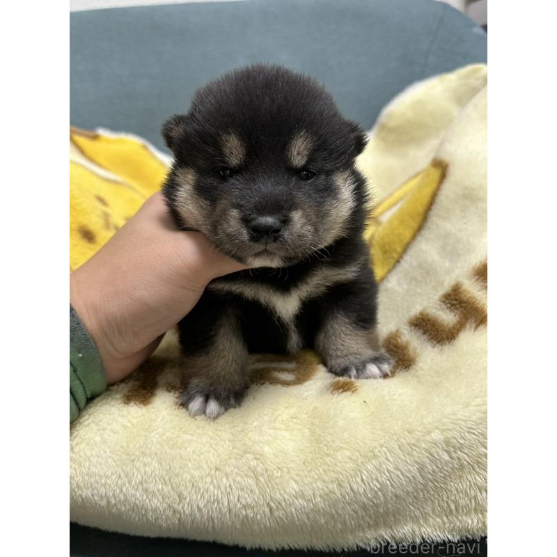 販売中の岡山県の豆柴-427012